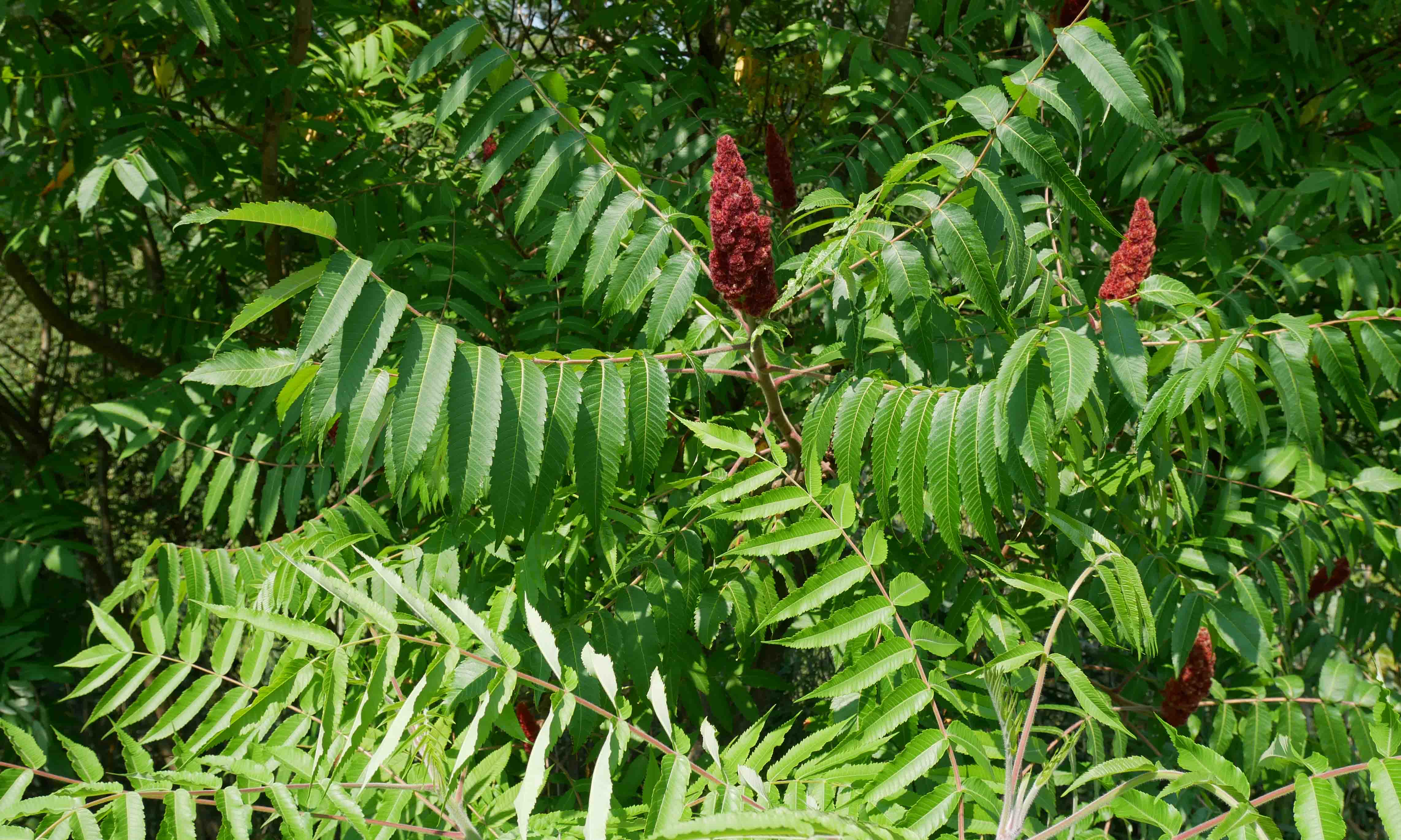 Sumac vinaigrier 